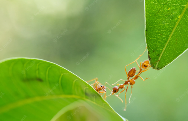 Ant Philosophy
