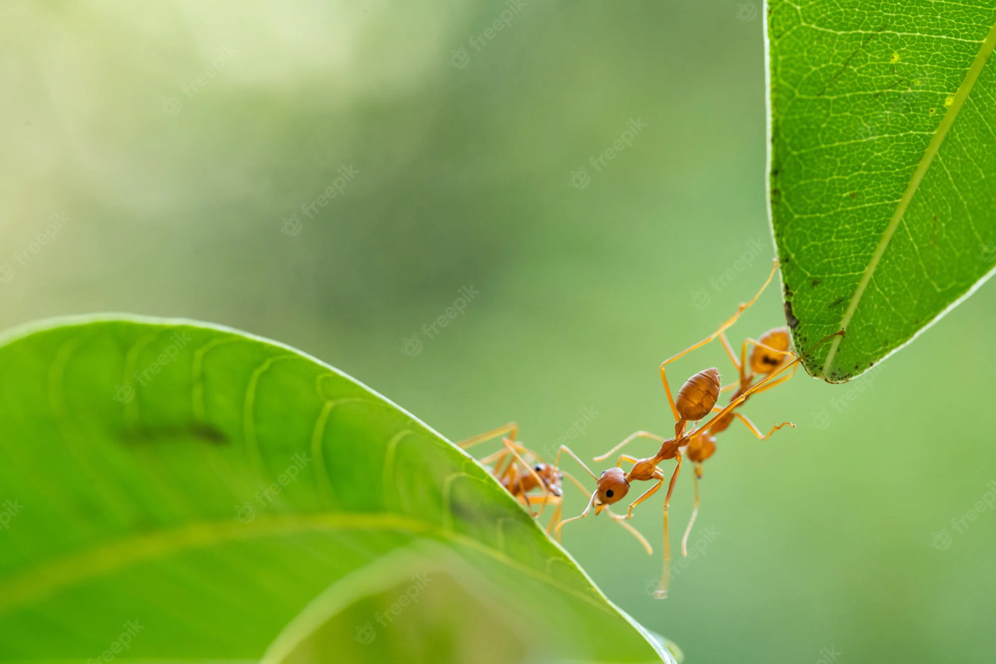Ant Philosophy